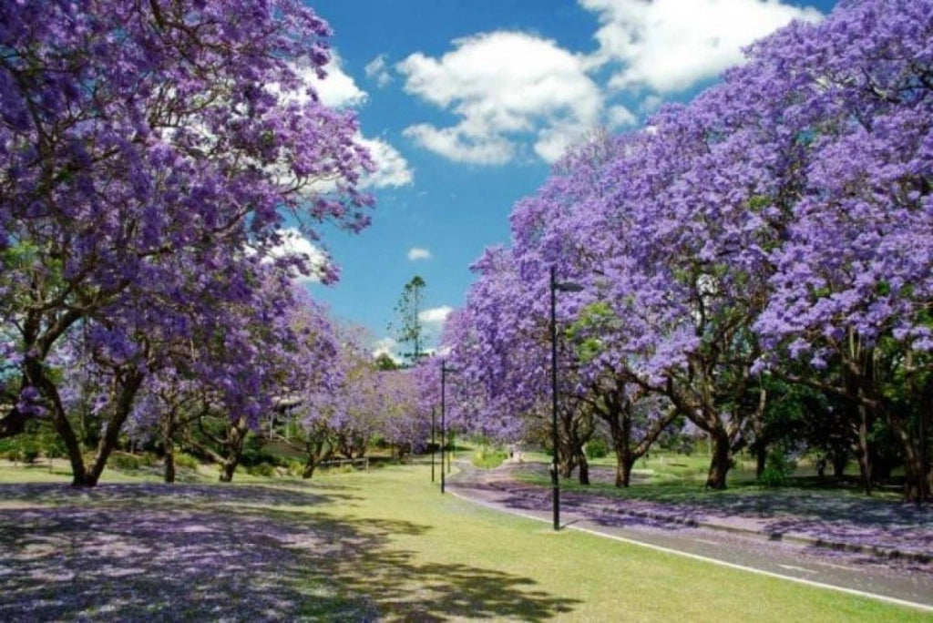 Paulownia tomentosa PAULONIA vaso 16cm H 40 cm foto reali