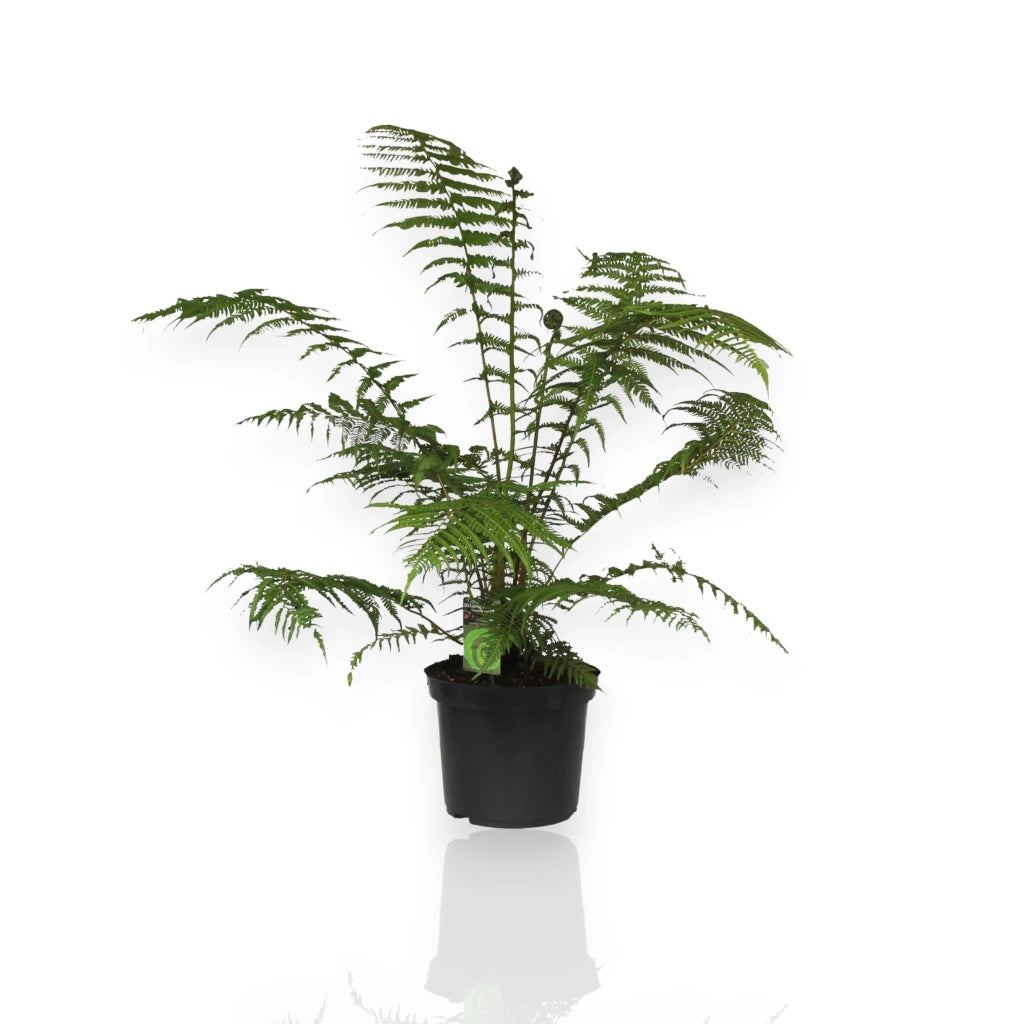Gardenaria Dicksonia antarctica - Pianta da interno ornamentale Altezza: 35 cm (vaso 17)