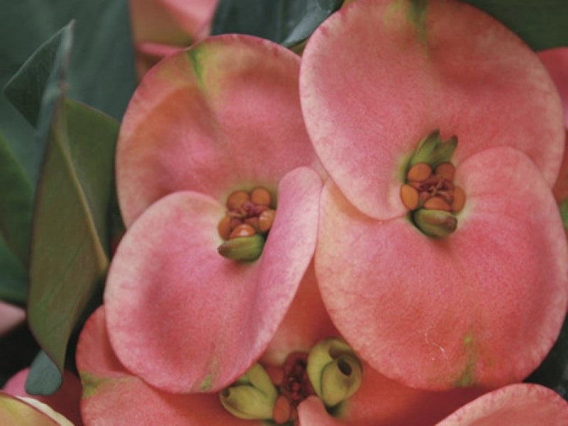 EUPHORBIA GIGANTE x lomi SPINA DI CRISTO FIORE ROSSO foto reali