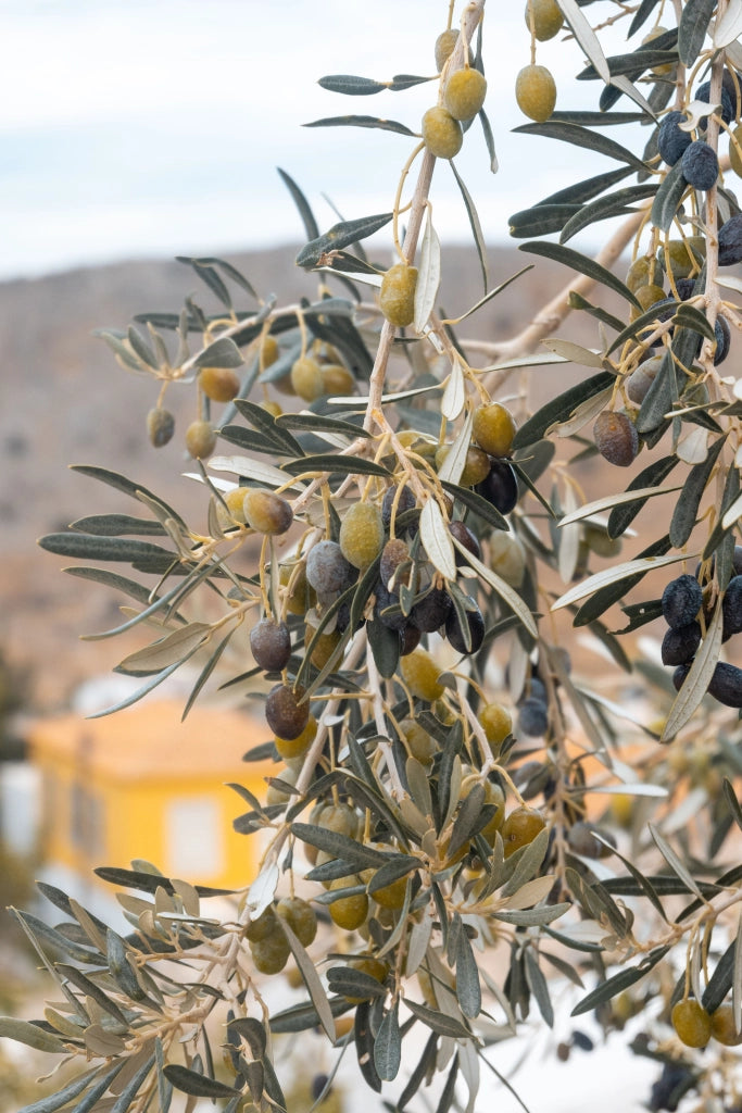 OLEA EUROPAEA BONSAI CIOTOLA 90 CRF.100/140 Lt.160