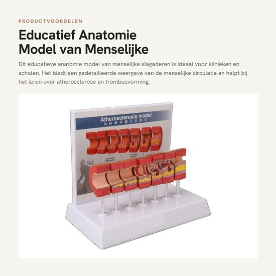 Modello anatomico educativo in PVC - 7 pezzi - Modello anatomico - Strumento educativo - Materiale PVC - Mezzo di comunicazione per medico/paziente - Sicuro e affidabile - Modello anatomico