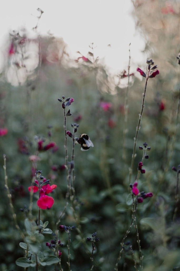 SALVIA ROEMERIANA ROSSO VASO 24