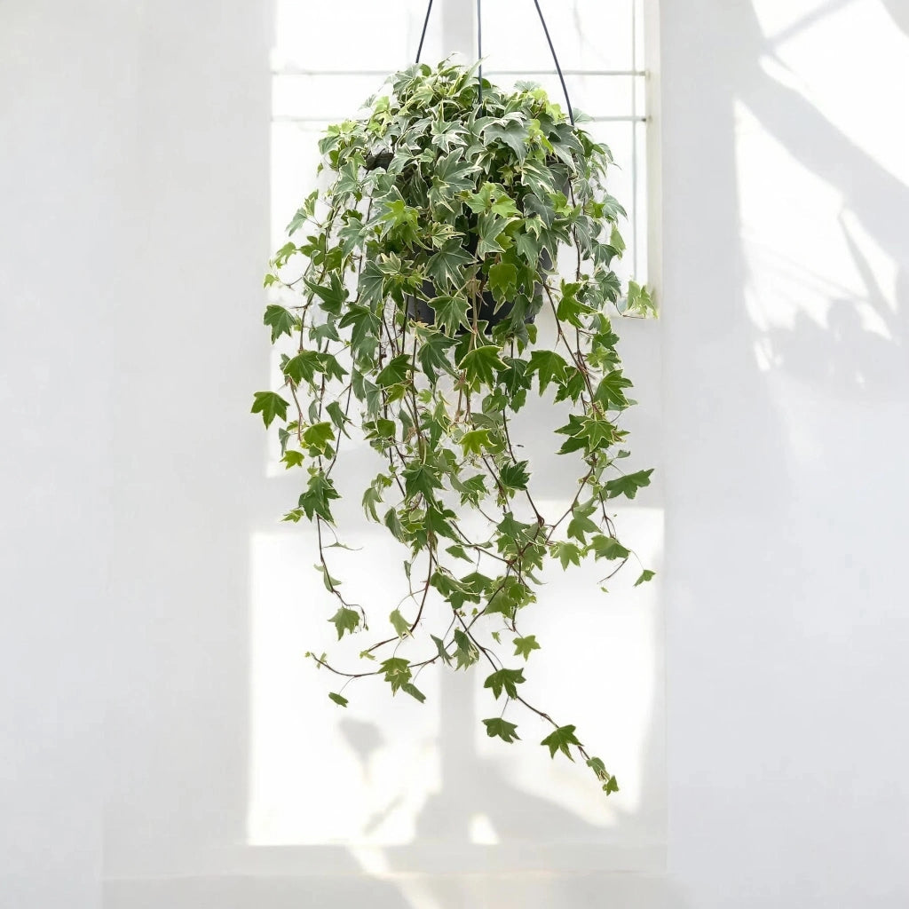 Gardenaria Edera - Hedera helix 'White Ripple' - Pianta da interno ornamentale Altezza: 50 cm (vaso 19)