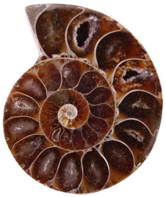 Set di Ammoniti Fossili - 2 Pezzi - Pietra Naturale - Materiali Educativi - Oggetto di Collezione Unico - Diametro 4 cm