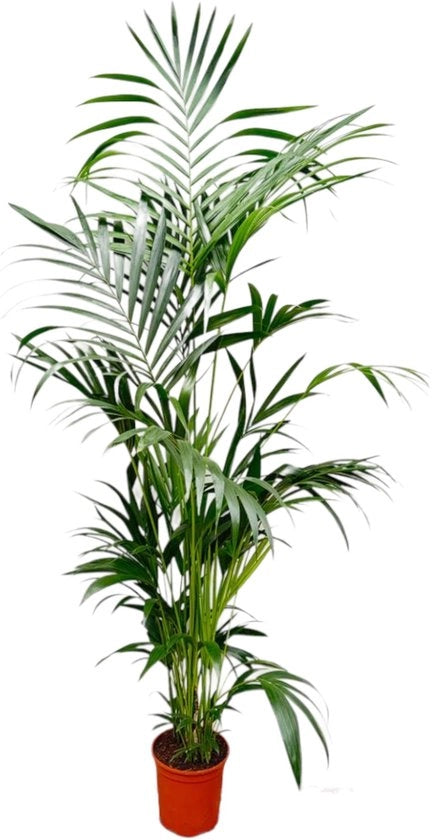 Kentia palm - Howea Forsteriana - Kamerplant - Altezza 190-210 cm - Diametro di vaso Ø24cm