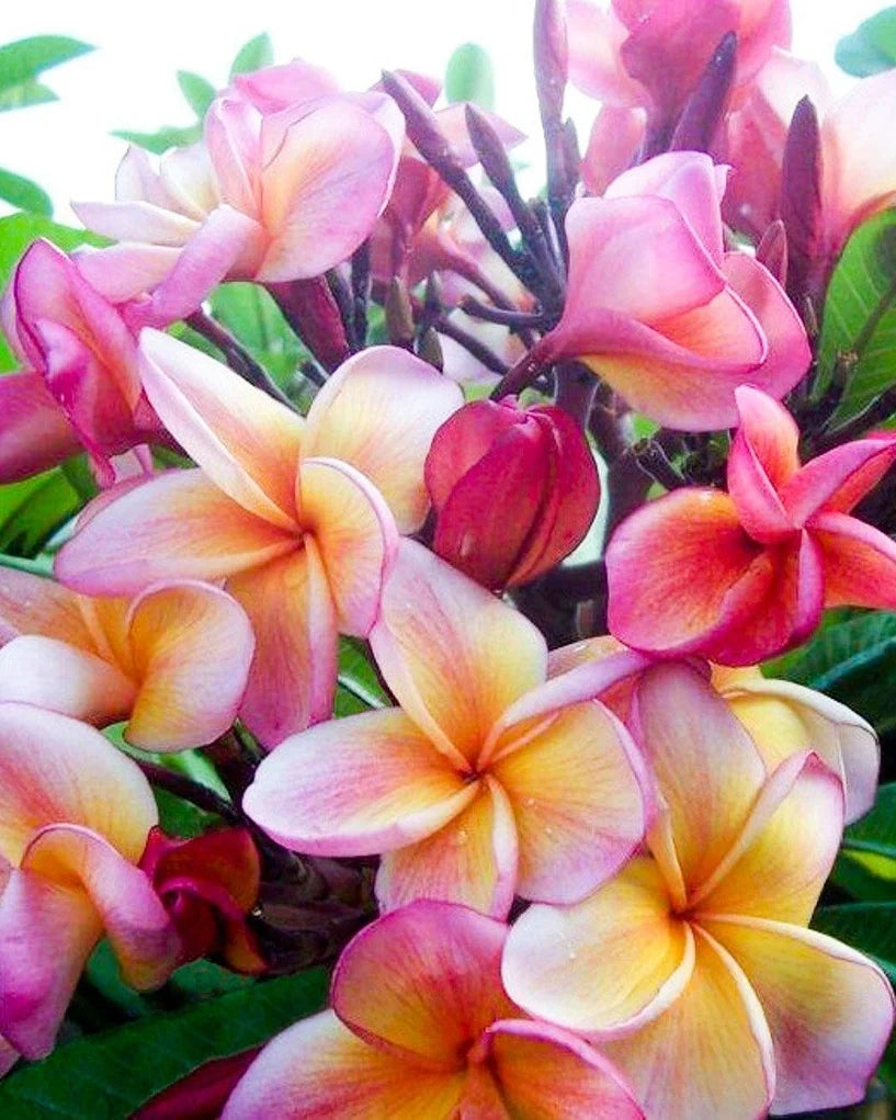 "Frangipani" Plumeria Jackie vaso 20 cm H60 – Pianta tropicale dai fiori profumati