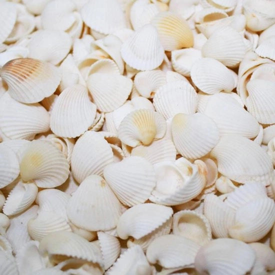 Decorazione con conchiglie naturali 400 gram - Bianco - Conchiglie per decorazione vasche - Decorazione di nozze e festa con conchiglie piccole
